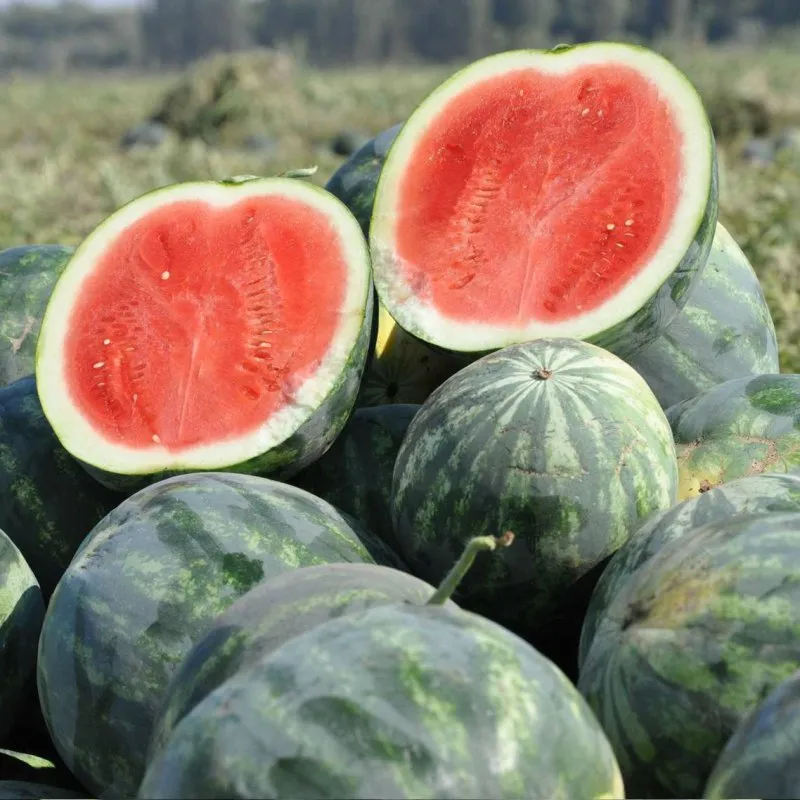 Екстазі F1 / Extazy F1