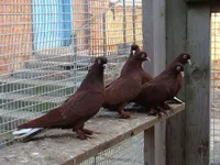 Фото Краснодарські бойні