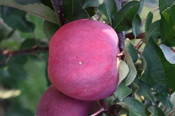 Цирцея | Redlove Circe