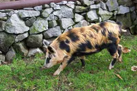 Фото Арапава Острівна