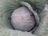 Фото Кіото F1