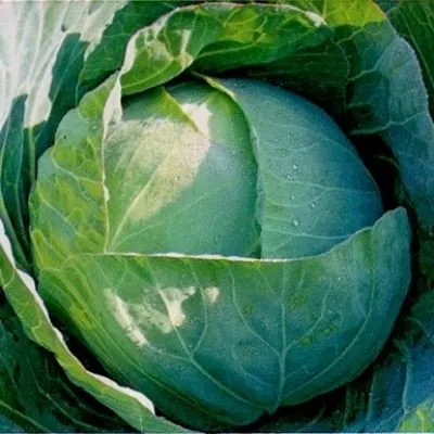 Капорал F1 / Kaporal F1