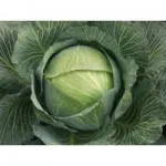 Фото Балбро F1 (Balbro F1) / Бурбон F1 (Bourbon F1)