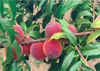 Фото Посол світу