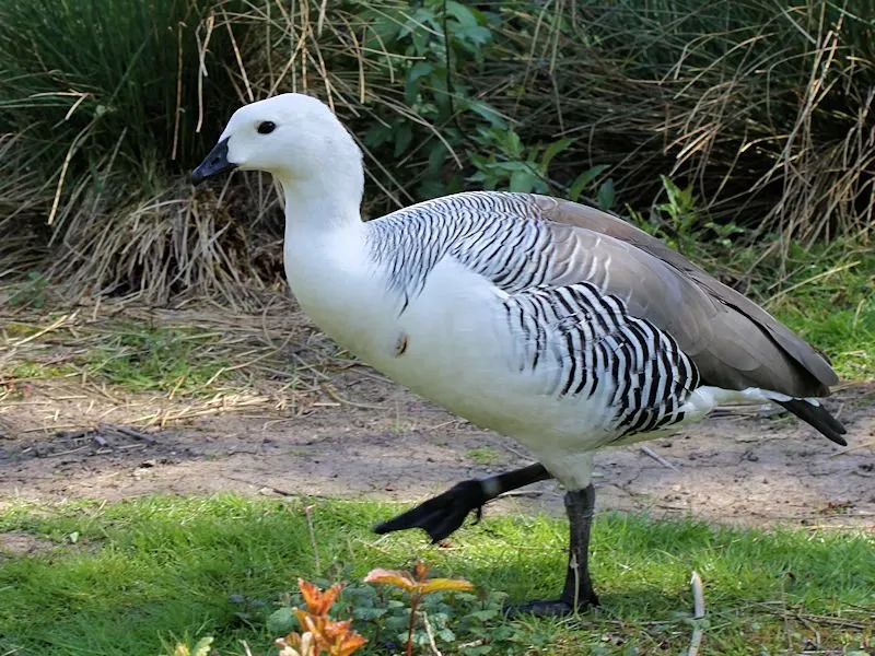 Магеланова