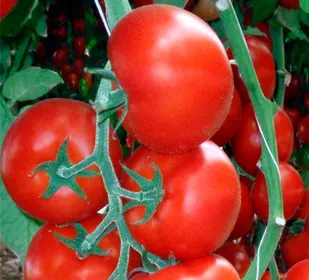 Сорти помідорів Вітадор F1