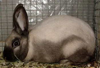 Породи кроликів Саландер