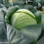 Фото Арос F1