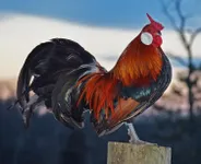 Фото Бентамка з трояндоподібним гребенем