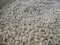 Фото Посівмат квасолі. Форвардні контракти. Гарантований викуп врожаю.