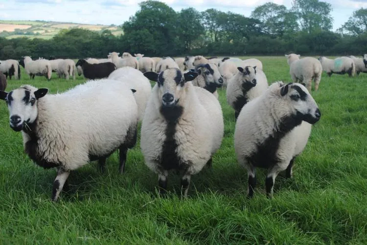 Валлійська Гірська Лисиця (Welsh Mountain Badger Face)