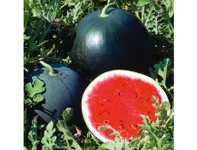 Фото Асван F1