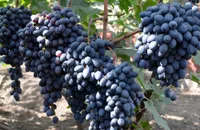 Фото Ребекка