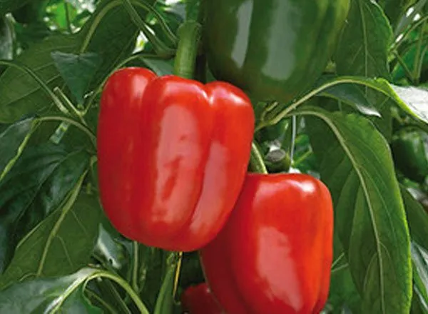 Маратос F1 / Maratos F1