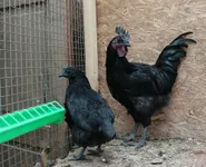 Фото Ухейілюй (Дунсян Люйкеданьдзі)