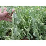 Фото Цезар / Cezar