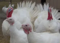 Фото Бельтсвільська мала біла індичка