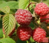 Фото Ньюбург