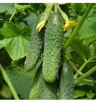 Фото Капучіно F1