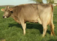 Фото Швіц (Швіцька)