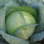 Фото Перлина F1