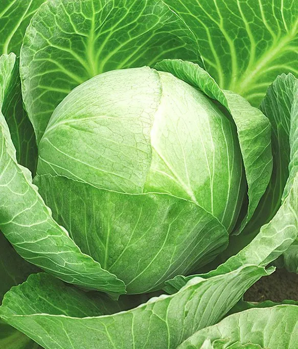 Дідон F1 / Didone F1