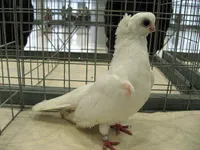 Фото Орловський білий турман