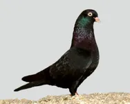 Фото Бельгійський турман