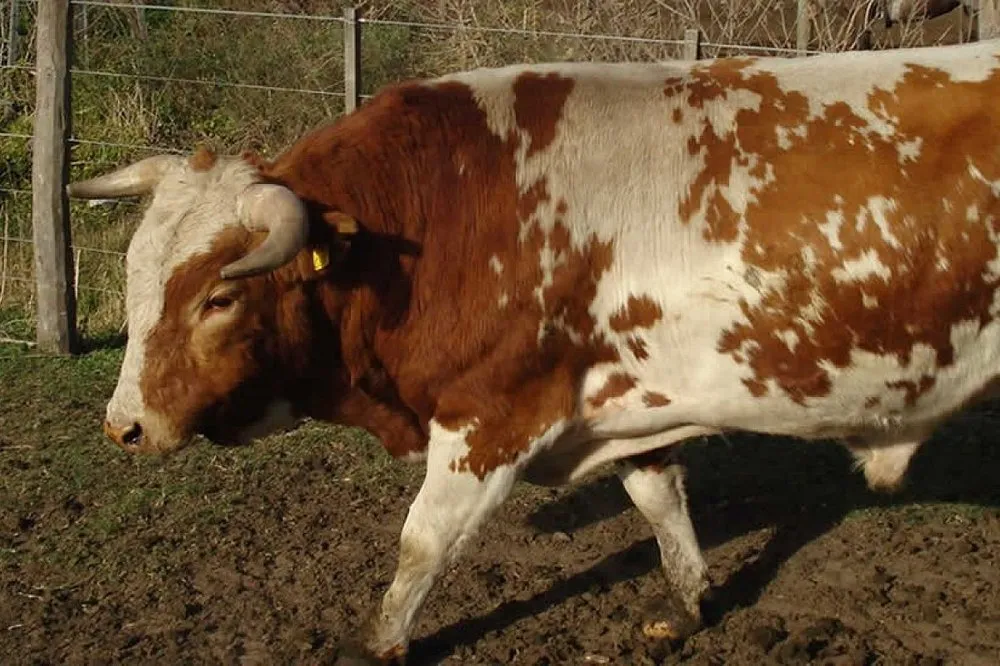 Аргентинська Кріолло