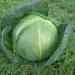 Фото Амазон F1