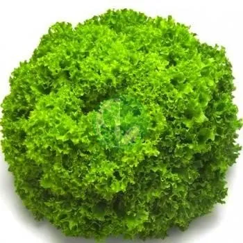 Левістро РЦ / Levistro RZ