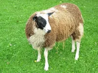 Фото Шпігель (Spiegel)