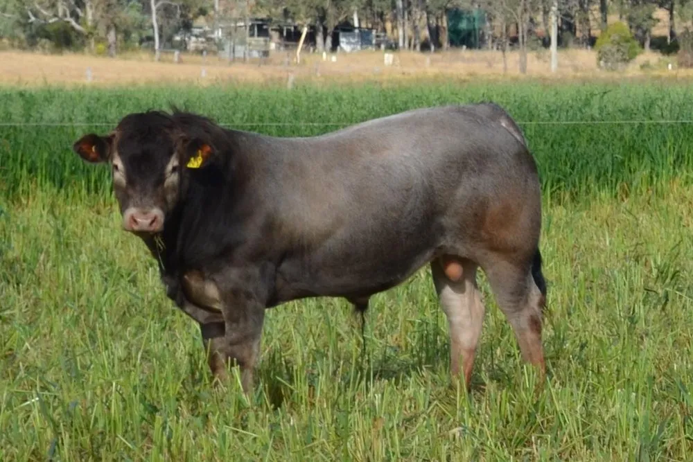 Базаська (Bazadaise)