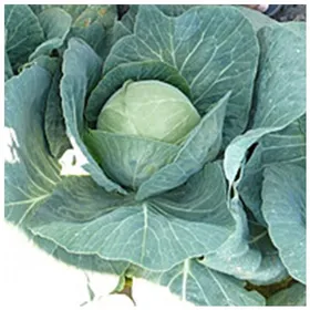 Сорти капусти Корино