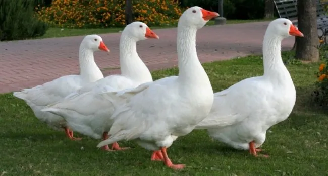 Угорські гуси