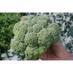 Алтар F1 /Altar F1