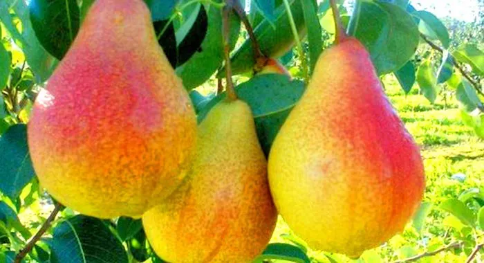 Августінка