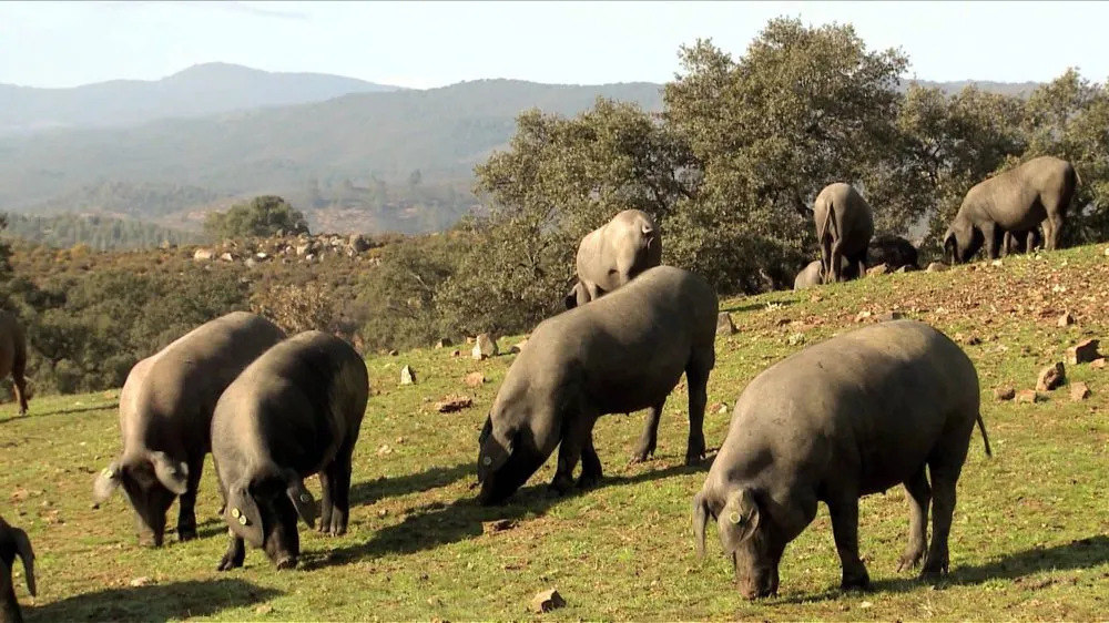 Іберійська