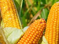 Фото НС-2016 / NS-2016