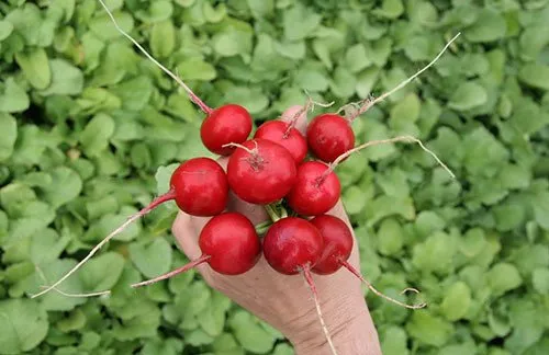 Прімара F1 / Primara F1