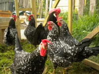 Фото Анкона