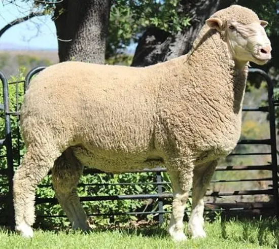 Південноафриканський м'ясний Меріно (South African Mutton Merino)