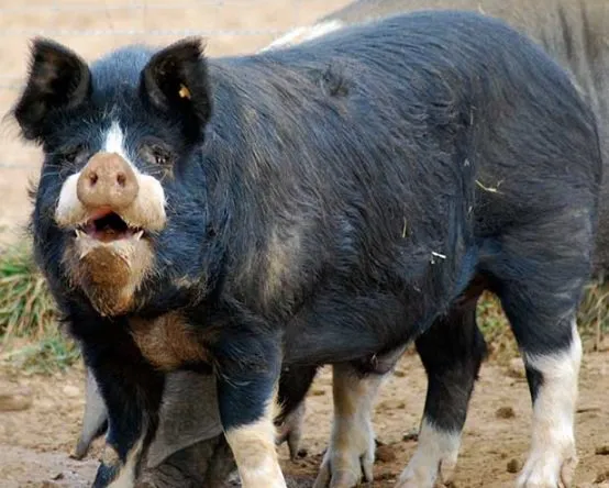 Беркширська