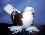 Фото Російський барабанщик (Торкот)