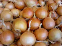 Фото Скапіно F1