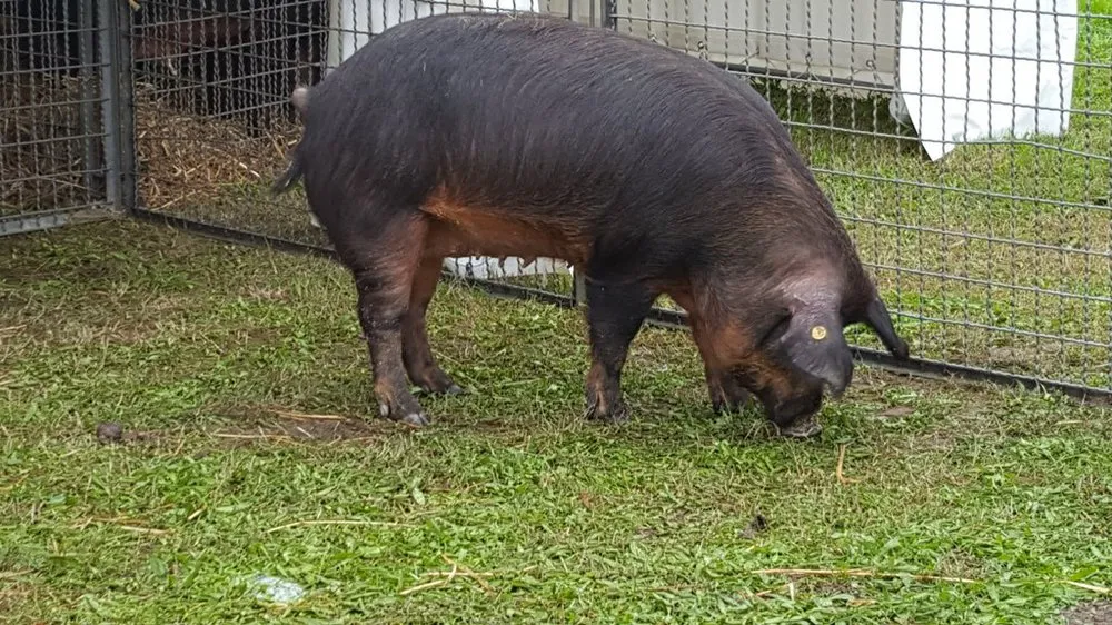 Мора Романьола