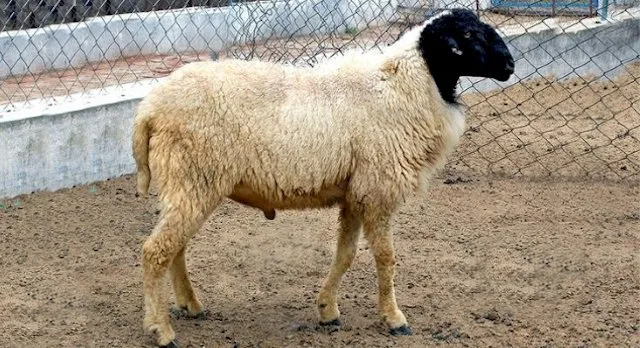 Балутська (Baluchi)