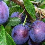 Фото Волошка