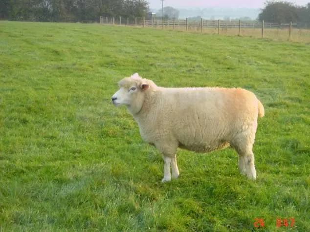 Галвей (Galway)