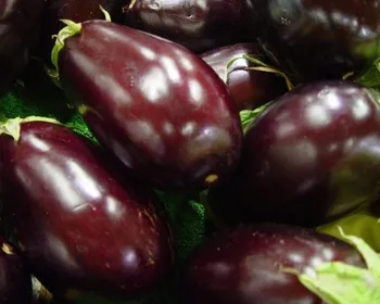 Сорти баклажану Фіалка